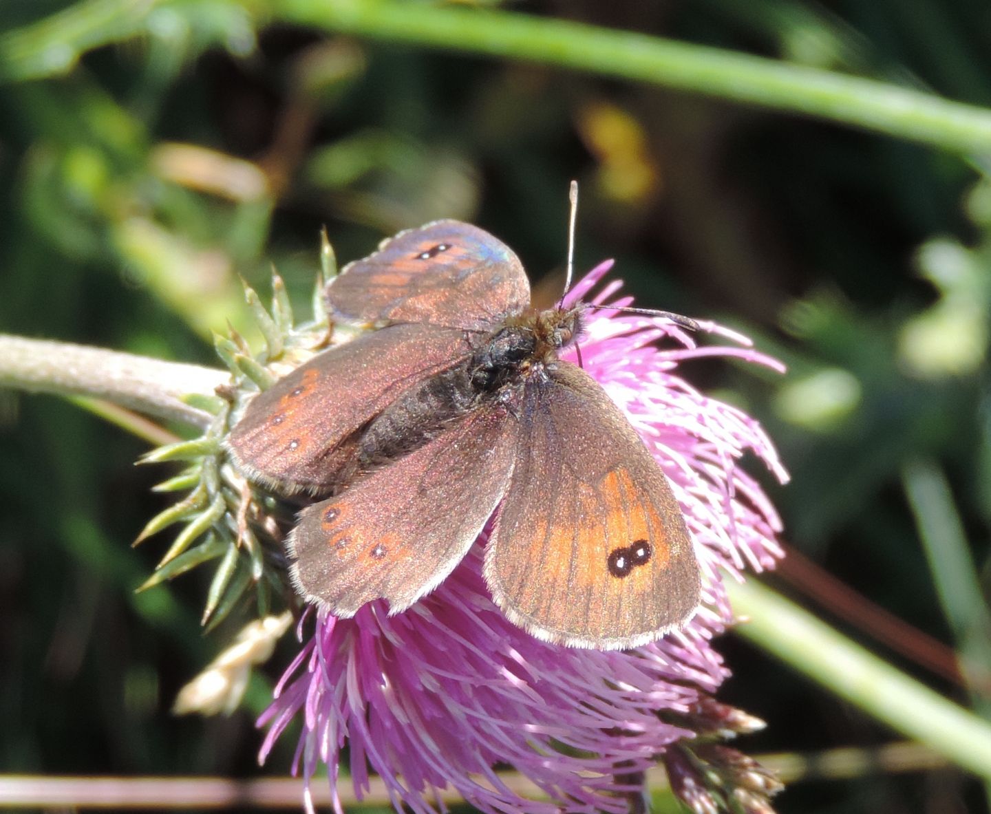 Erebia arvernensis? S, femmina