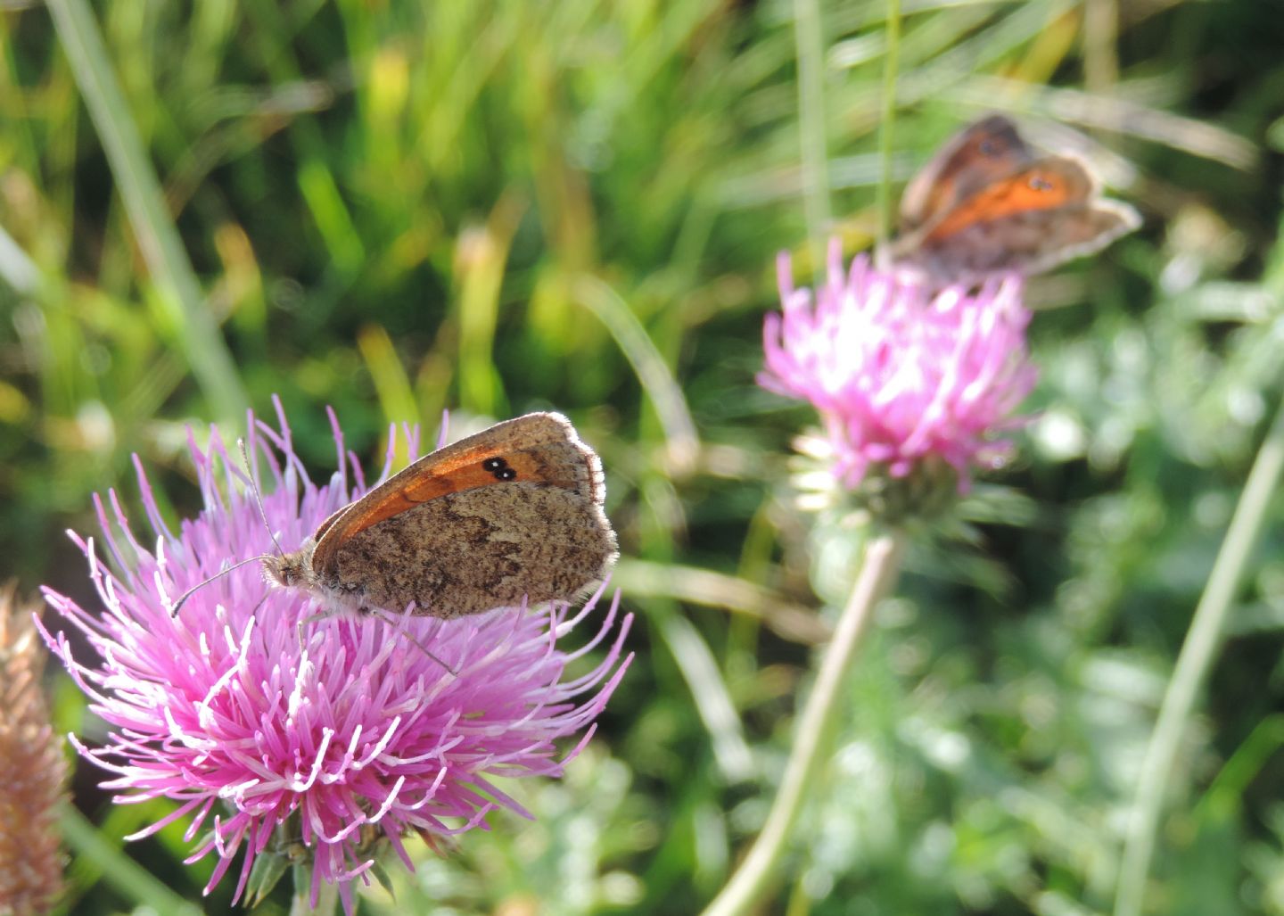 Erebia arvernensis? S, femmina