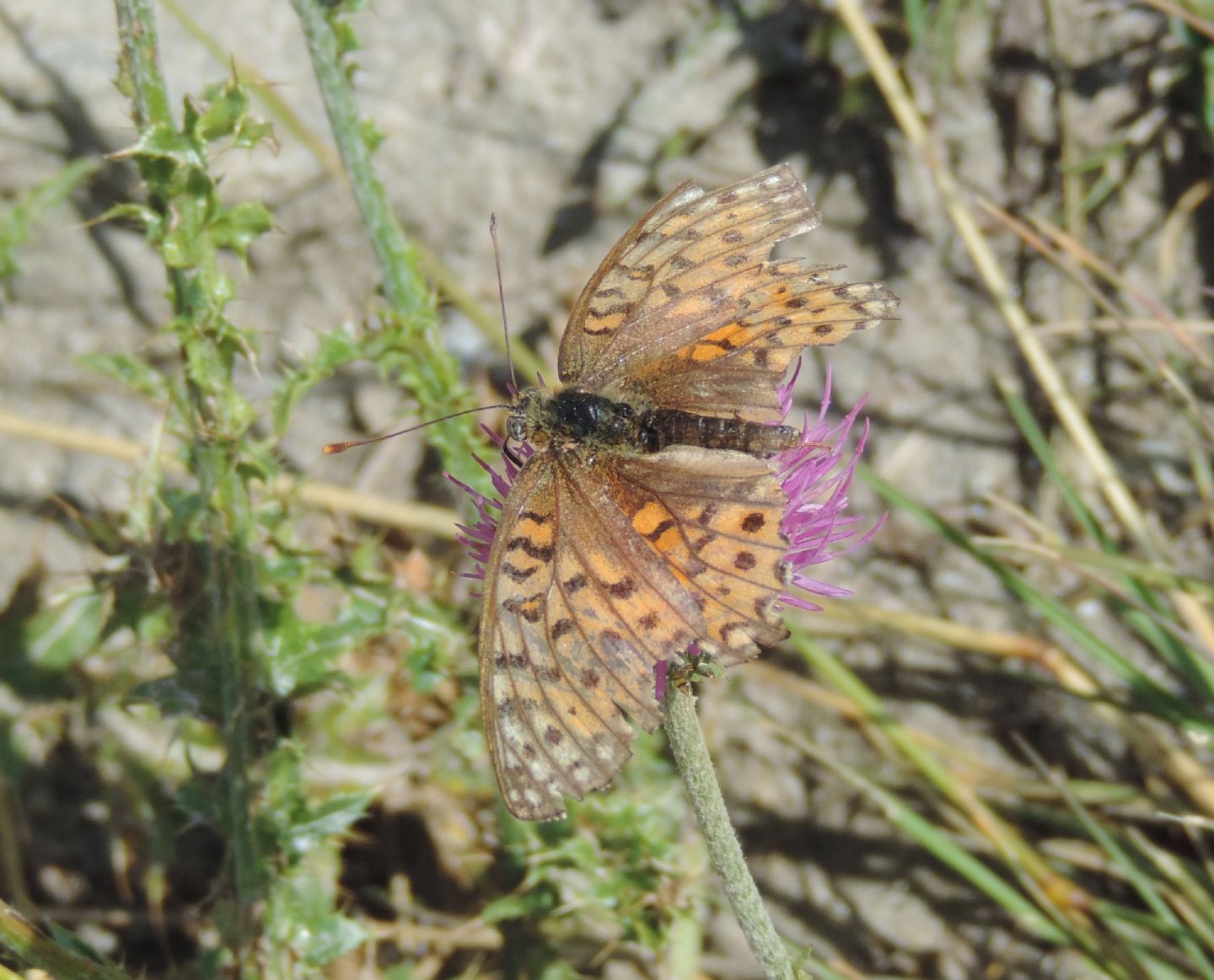 Nymphalidae: Argynnis adipe maschio