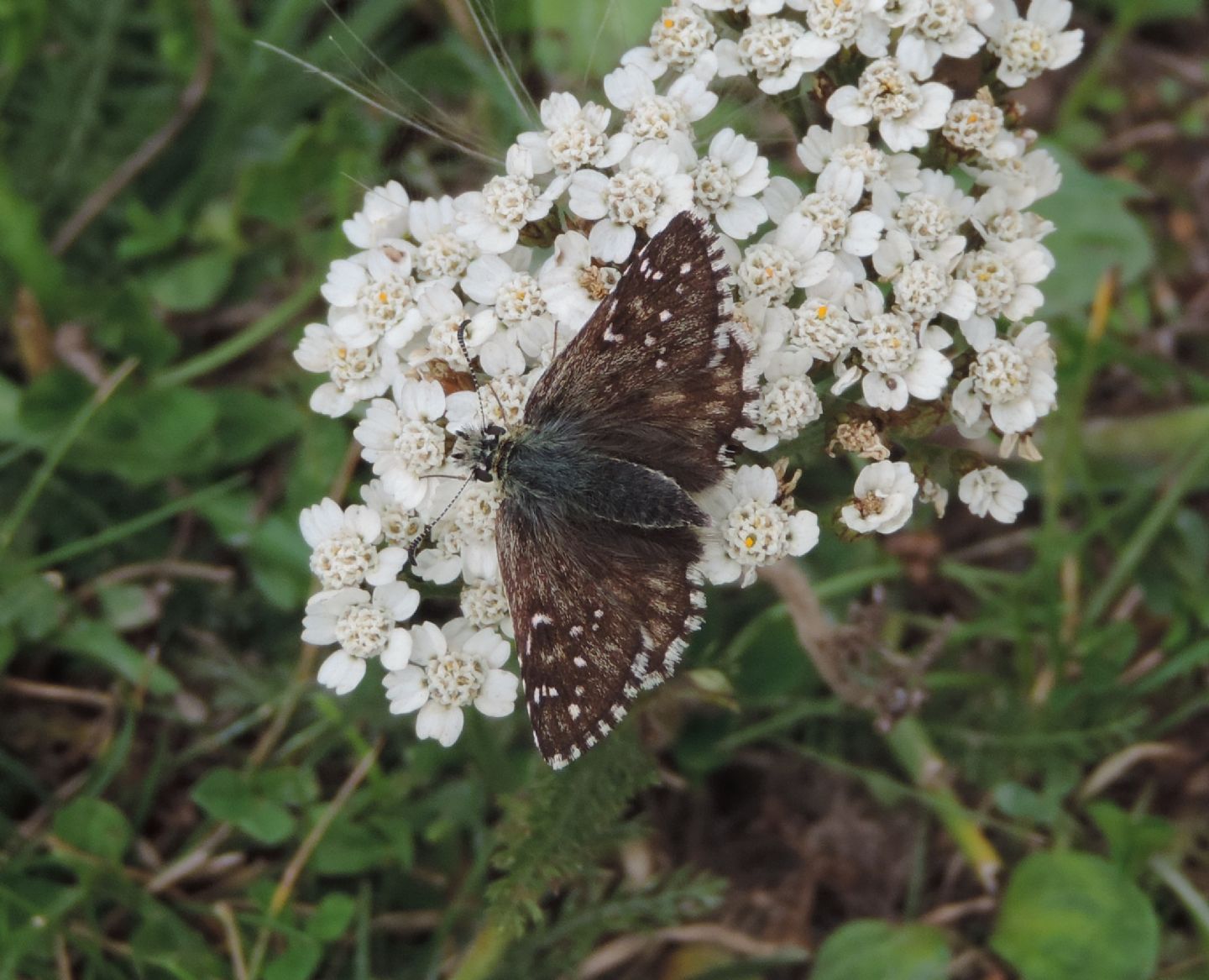 Pyrgus carlinae?... Pyrgus cfr. alveus