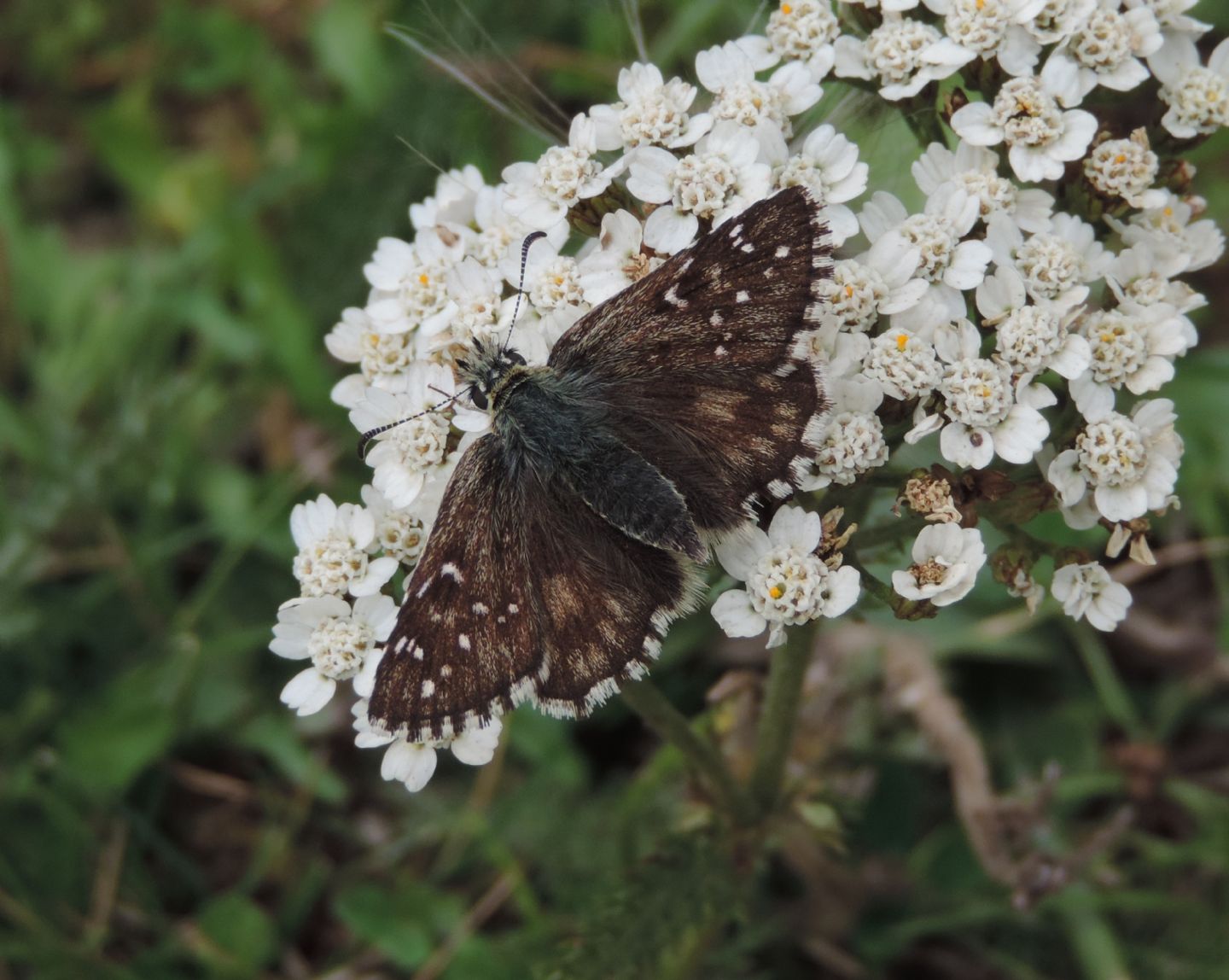 Pyrgus carlinae?... Pyrgus cfr. alveus