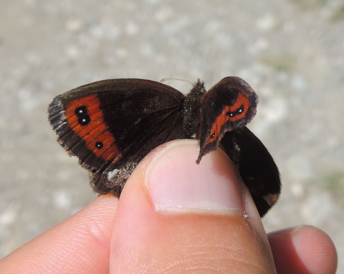 Erebia aethiops?