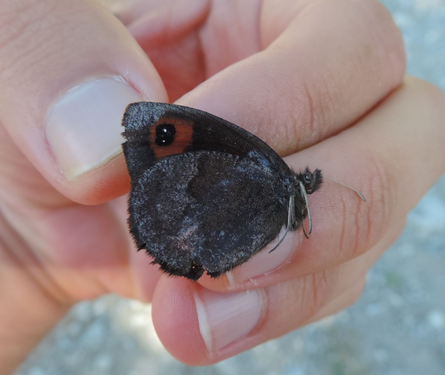 Erebia aethiops?