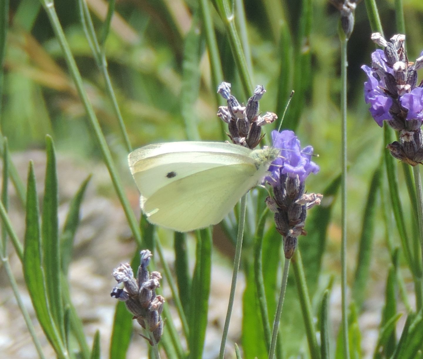 Pieris rapae?  S  !