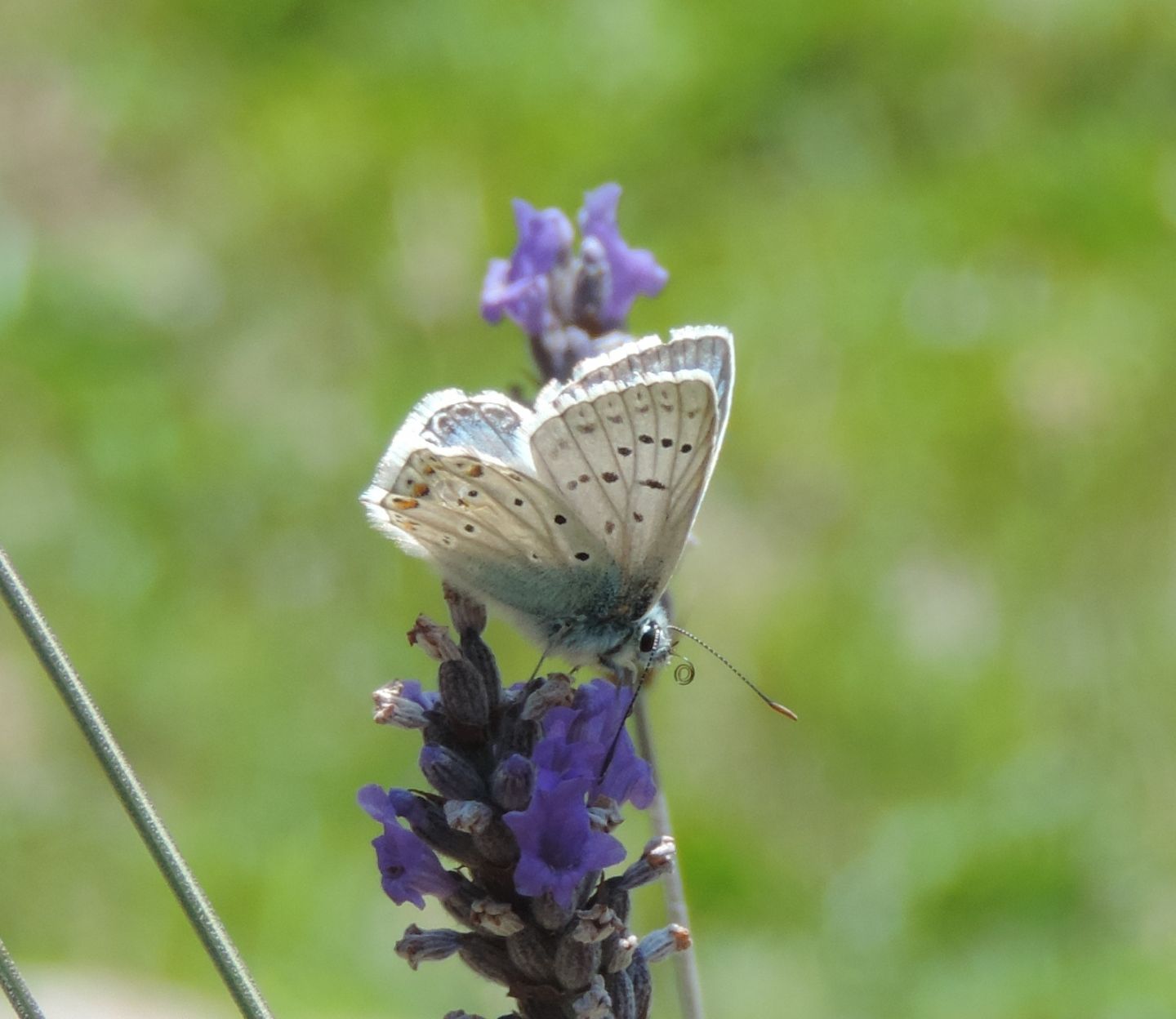 Polyommatus coridon?  S !