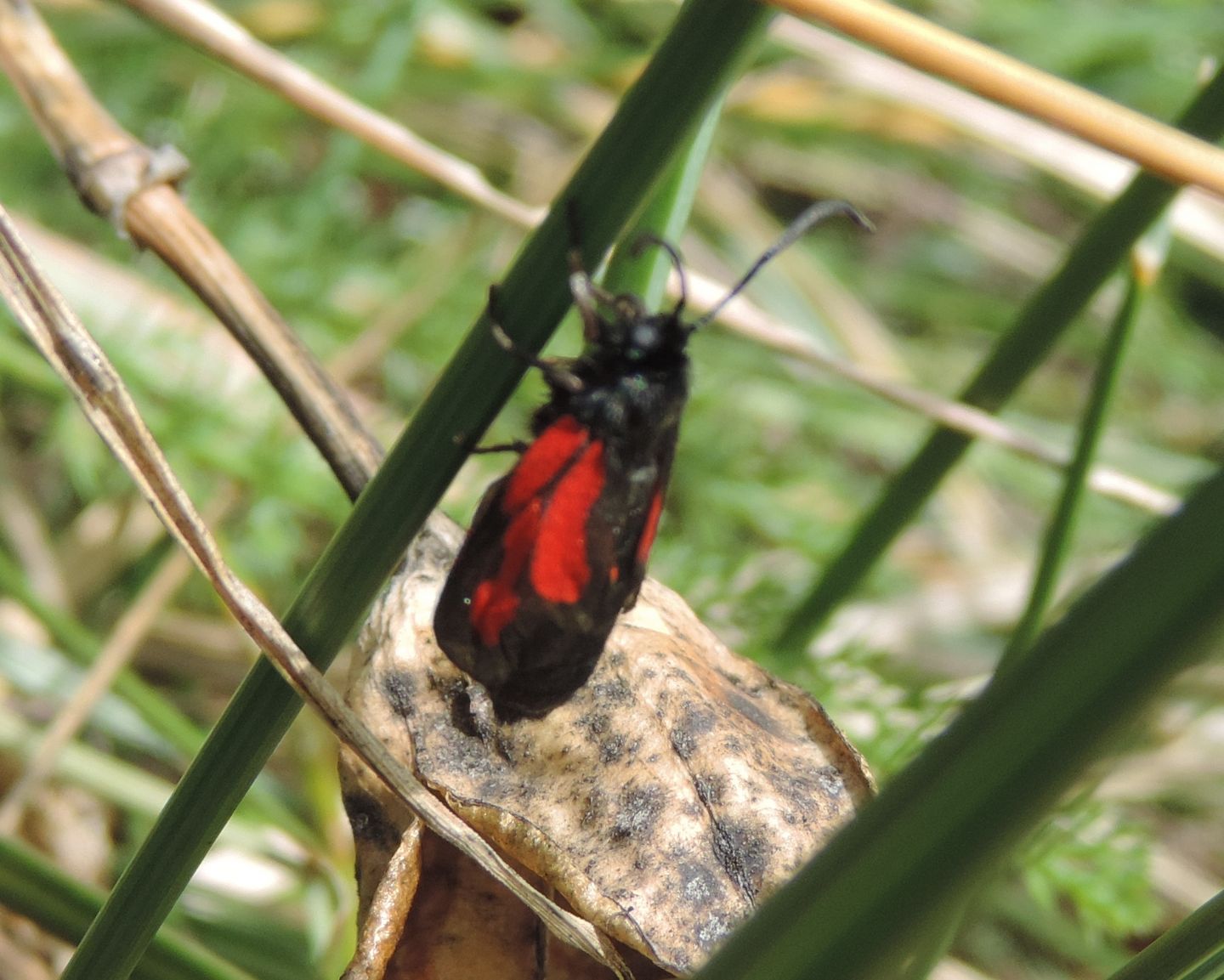 Zygaena purpuralis? S