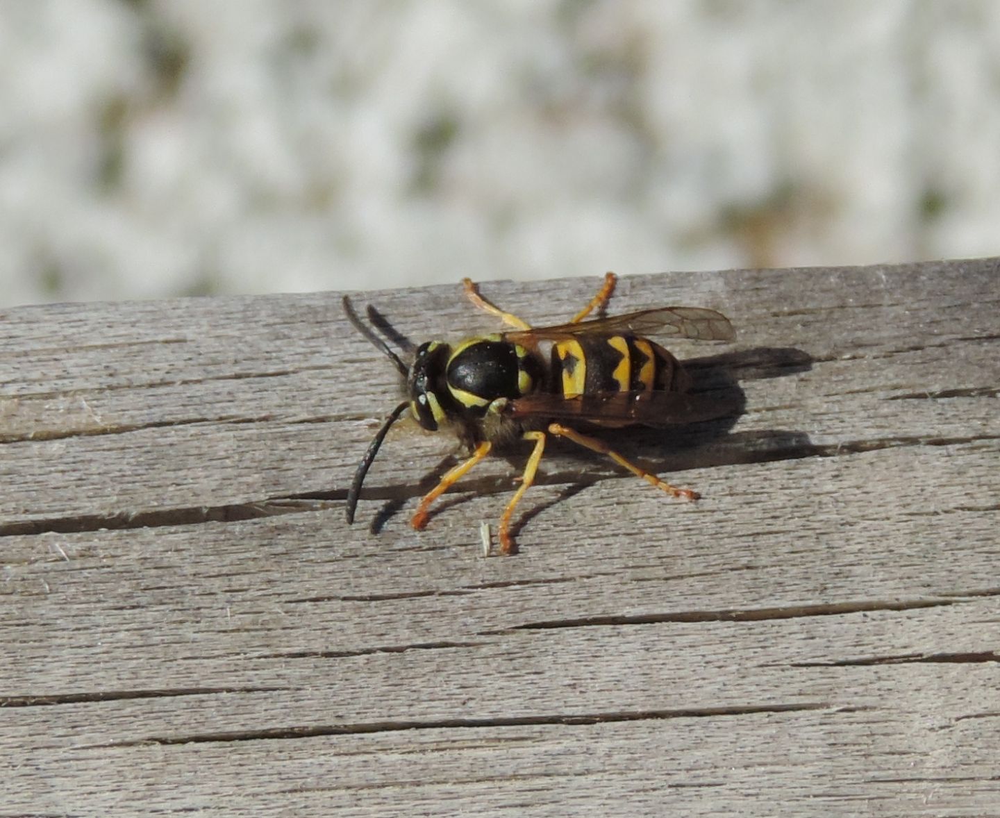 Quale Vespula? Vespula germanica