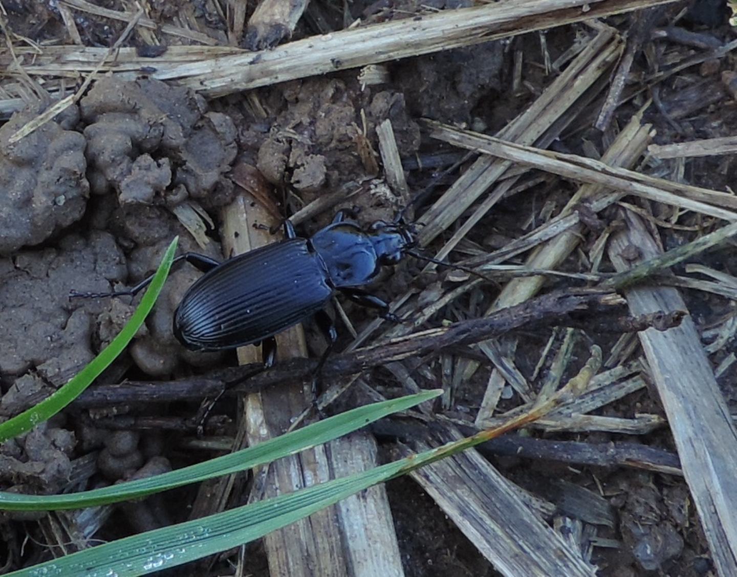 Carabidae: Pterostichus sp.?  S, Pterostichus niger