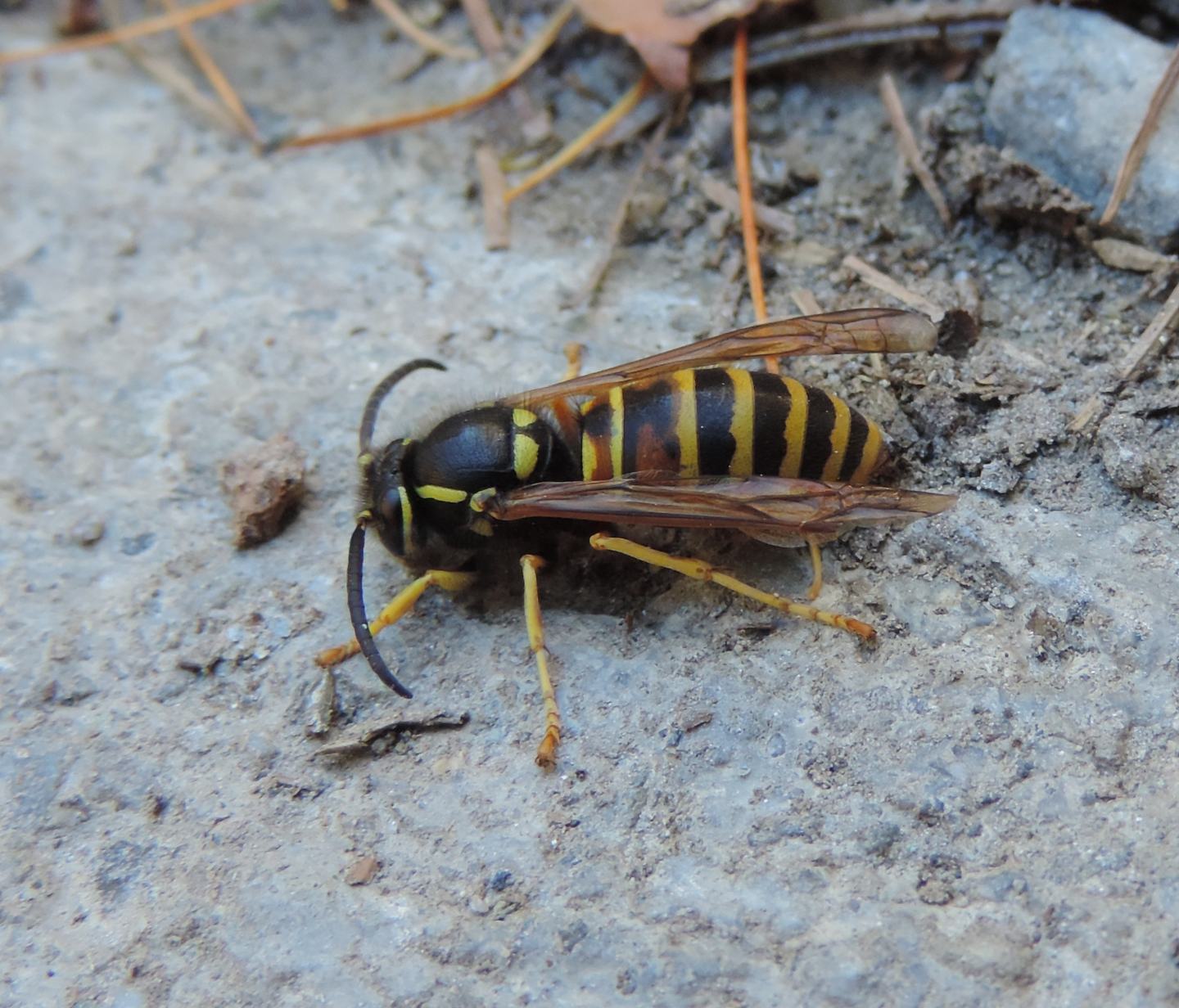 Vespula rufa? S, maschio