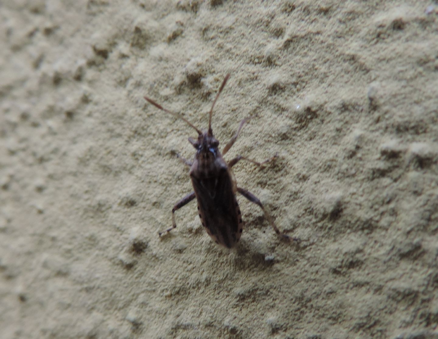 Rhopalidae: Stictopleurus crassicornis? No, Stictopleurus abutilon o S. pictus