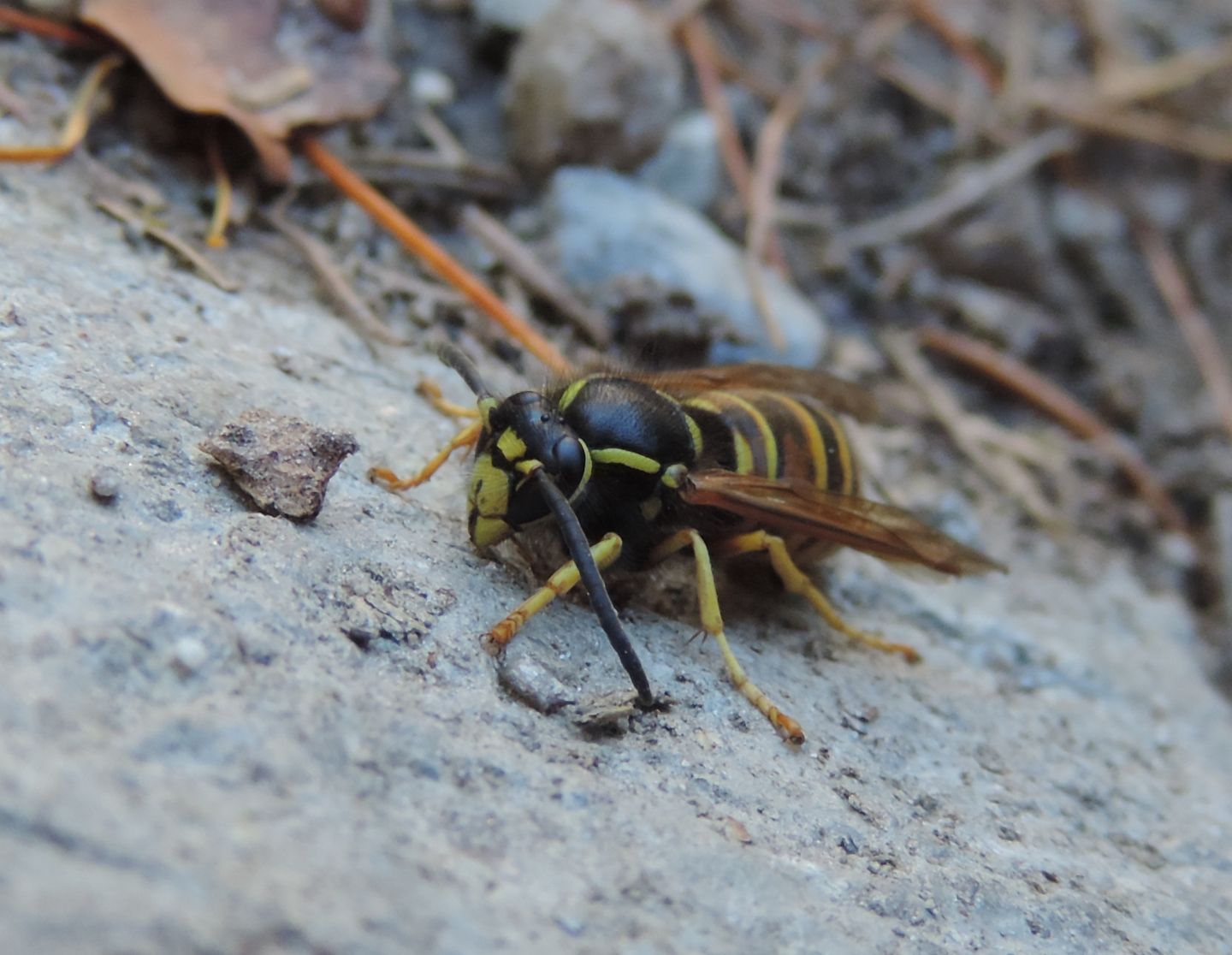 Vespula rufa? S, maschio