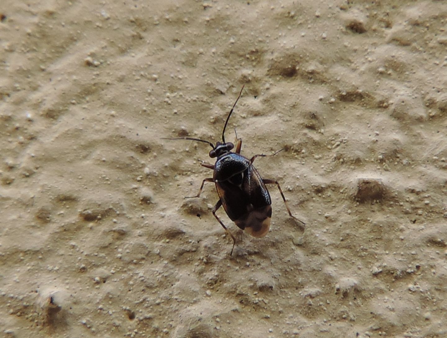 Miridae? S, Deraeocoris serenus