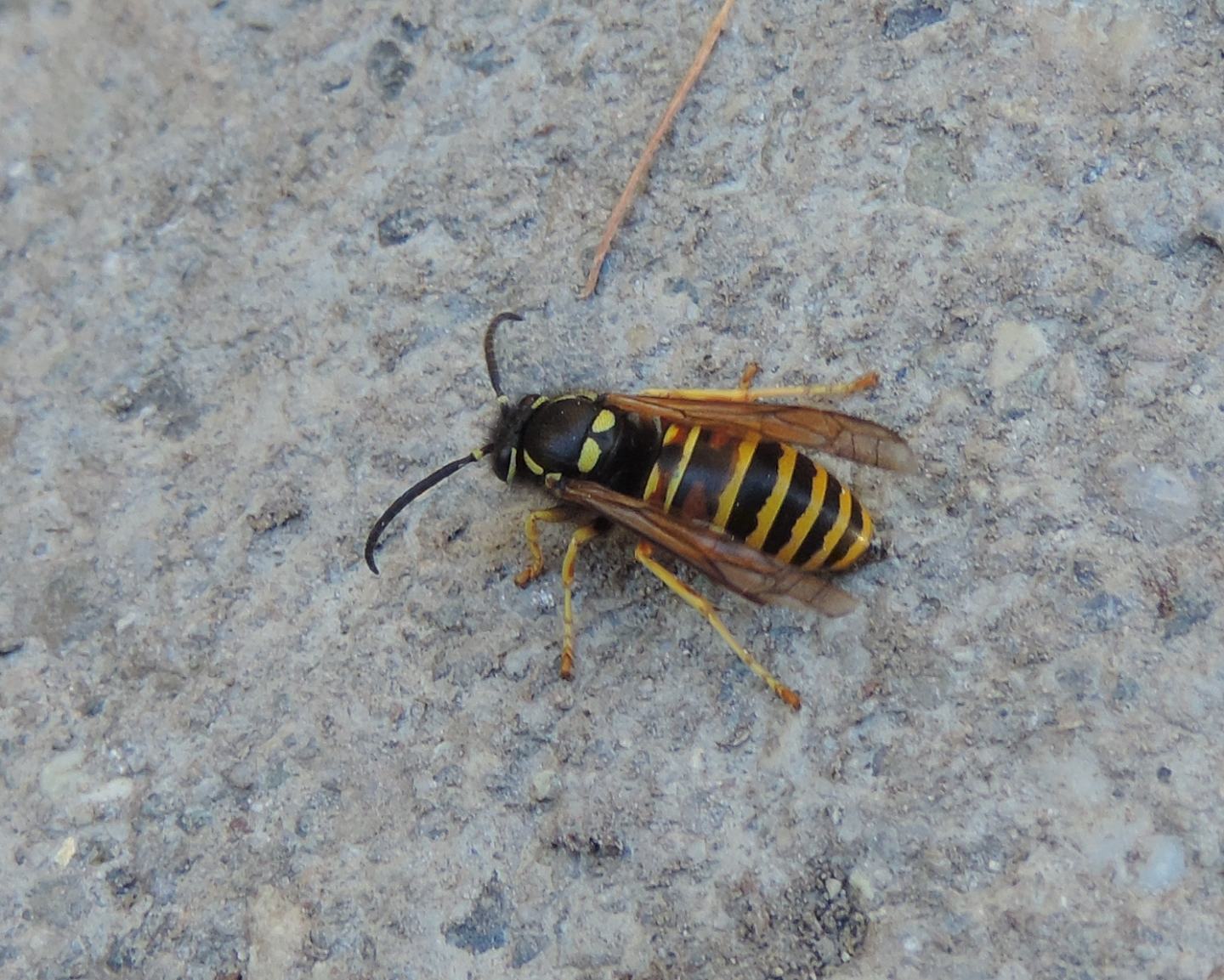 Vespula rufa? S, maschio