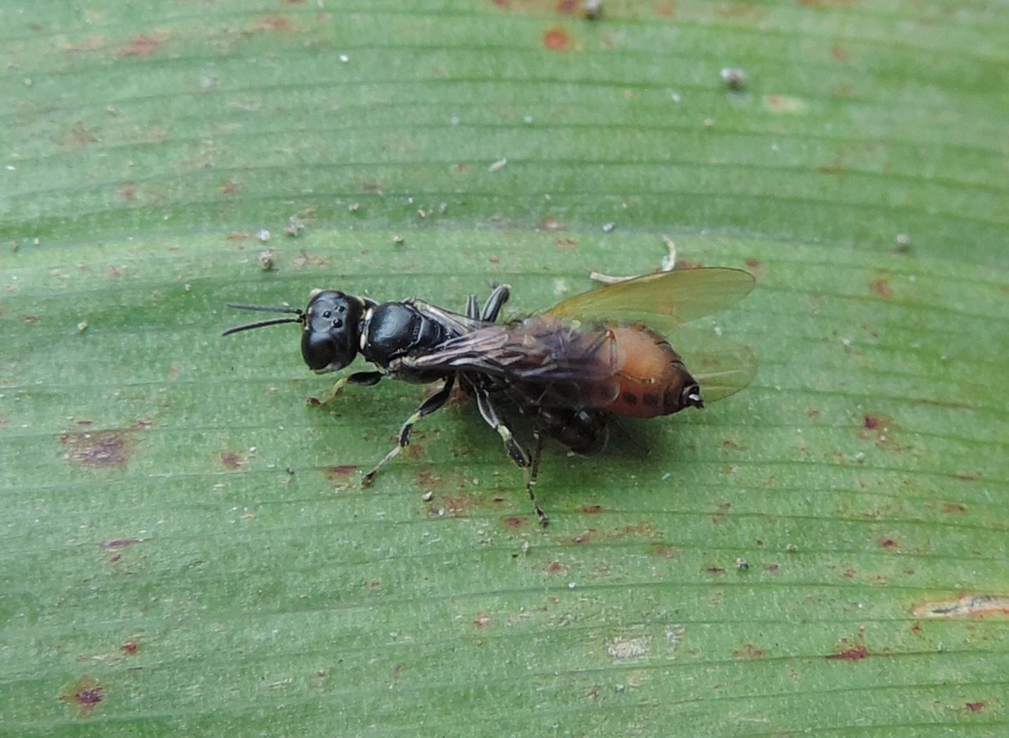 Crabonidae predatore: Crossocerus sp.