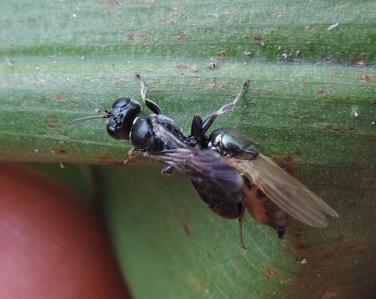 Crabonidae predatore: Crossocerus sp.