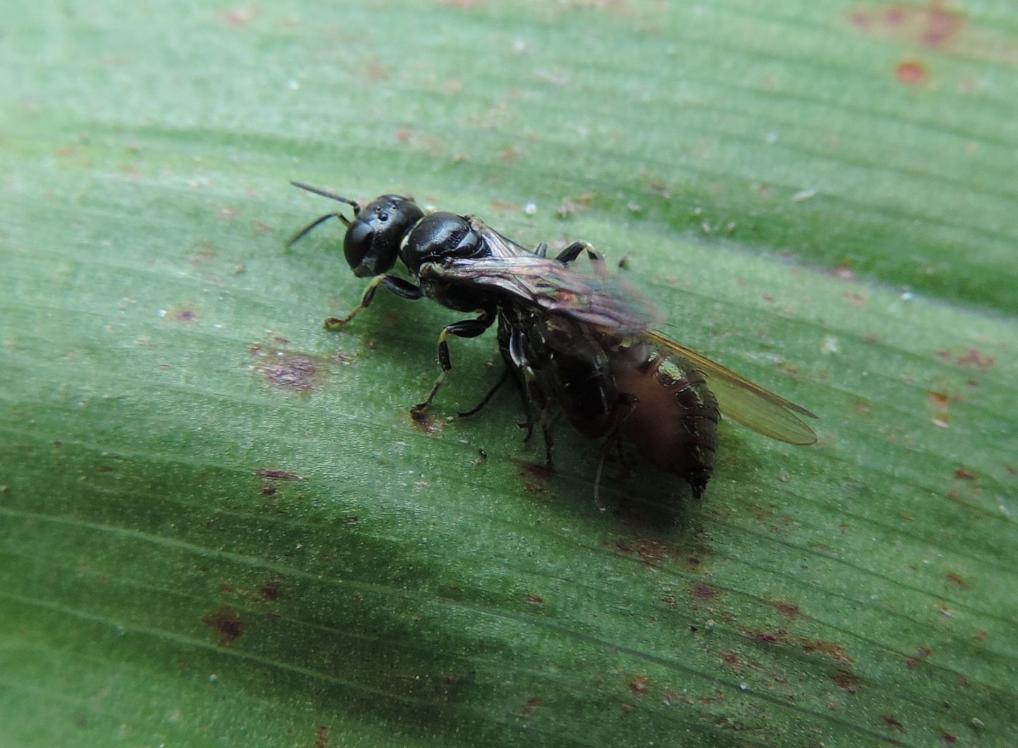 Crabonidae predatore: Crossocerus sp.