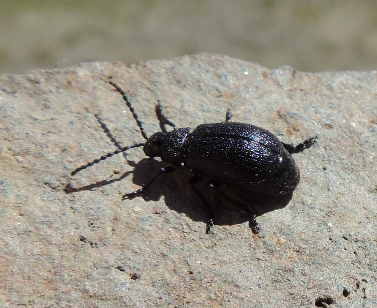 Chrysomelidae: Galeruca tanaceti? S.