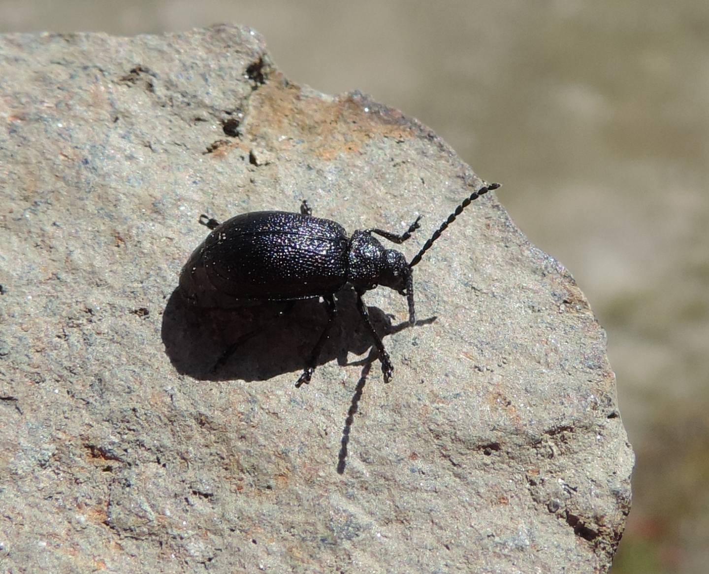 Chrysomelidae: Galeruca tanaceti? S.