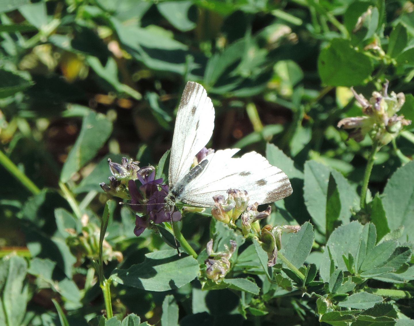 Pieris napi,  femmina