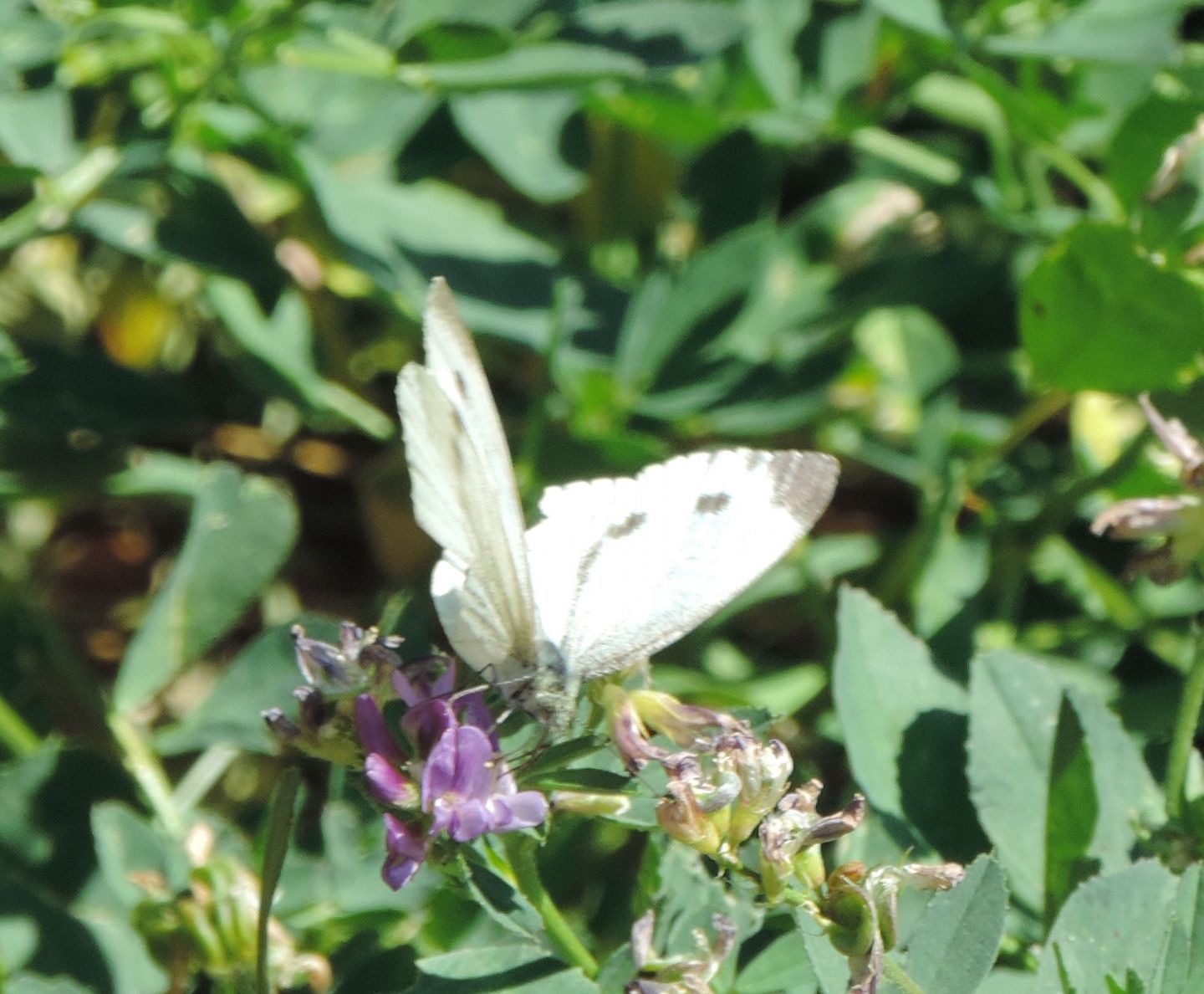 Pieris napi,  femmina