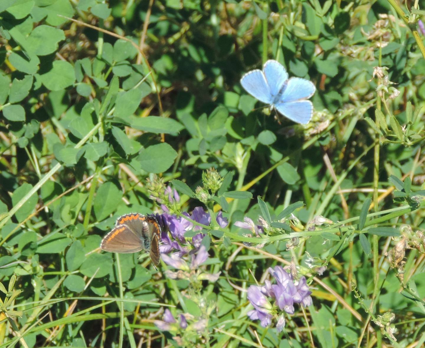 Tutti Polyommatus icarus? No, Polyommatus bellargus