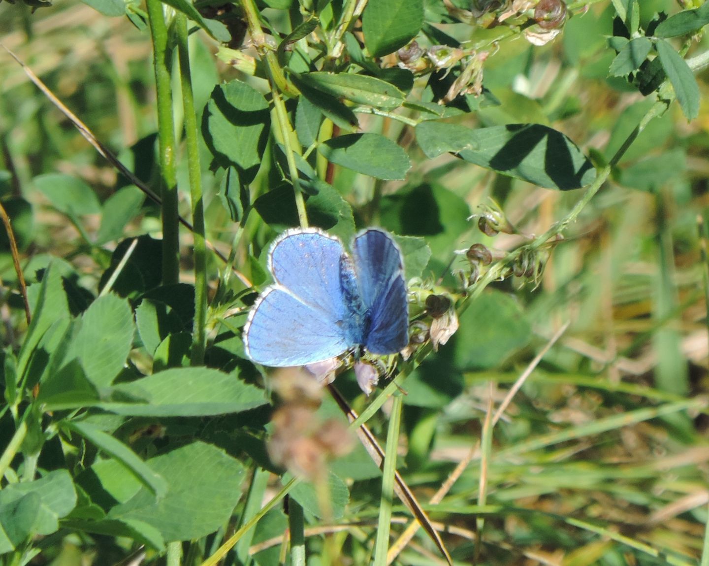 Tutti Polyommatus icarus? No, Polyommatus bellargus