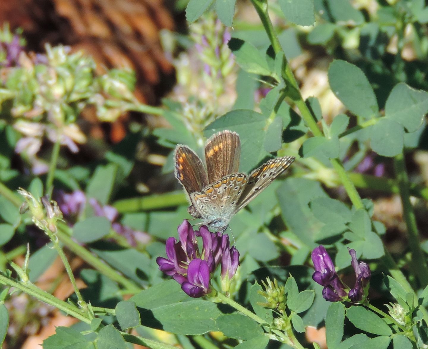 Tutti Polyommatus icarus? No, Polyommatus bellargus