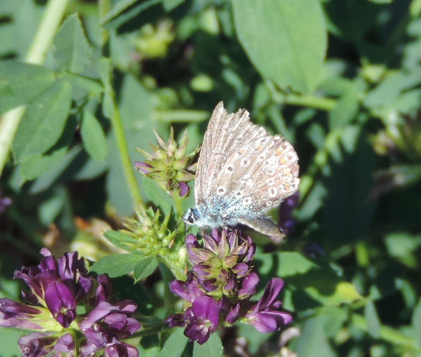 Tutti Polyommatus icarus? No, Polyommatus bellargus