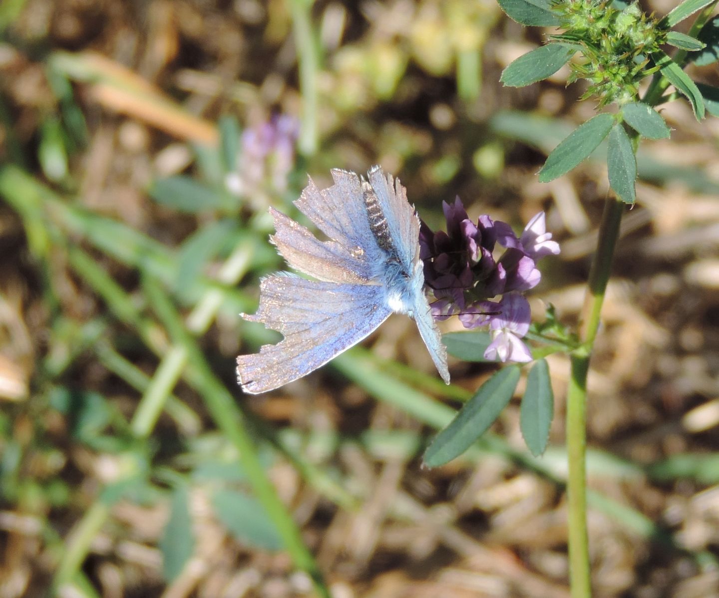 Tutti Polyommatus icarus? No, Polyommatus bellargus