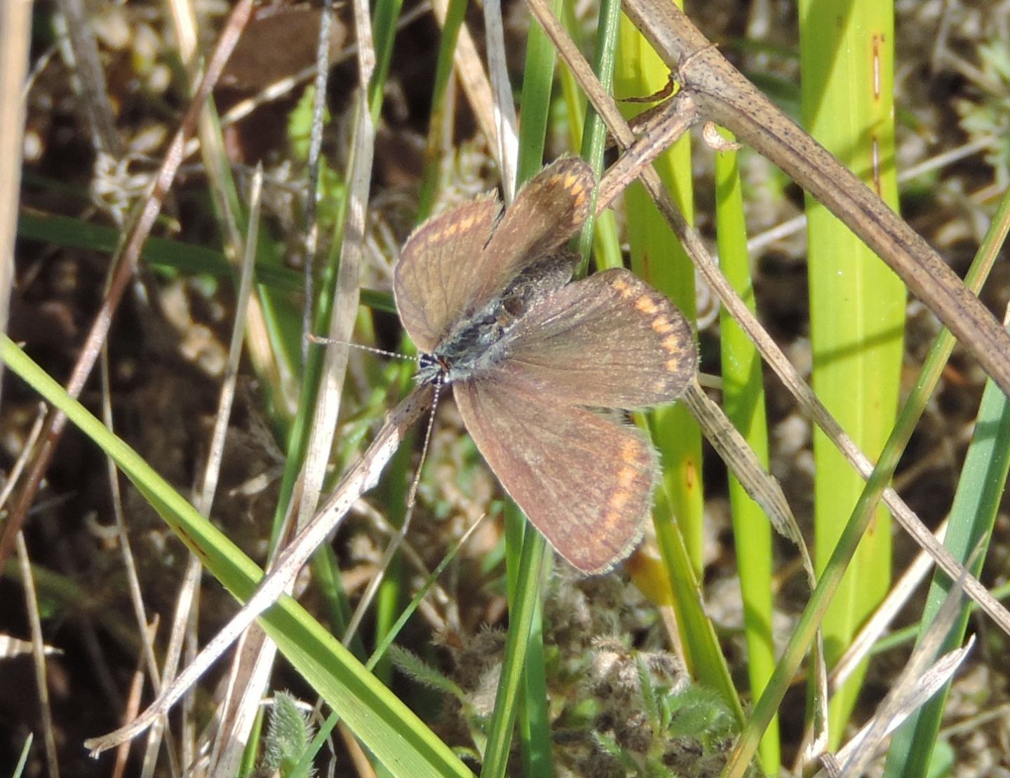 Polyommatus icarus?