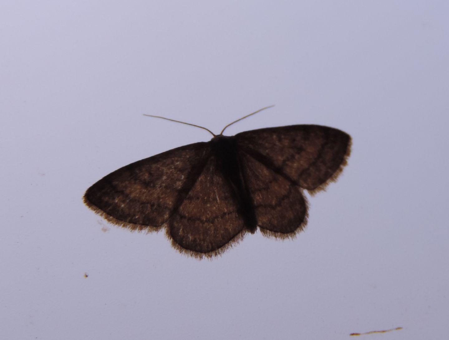 Idaea flaveolaria?