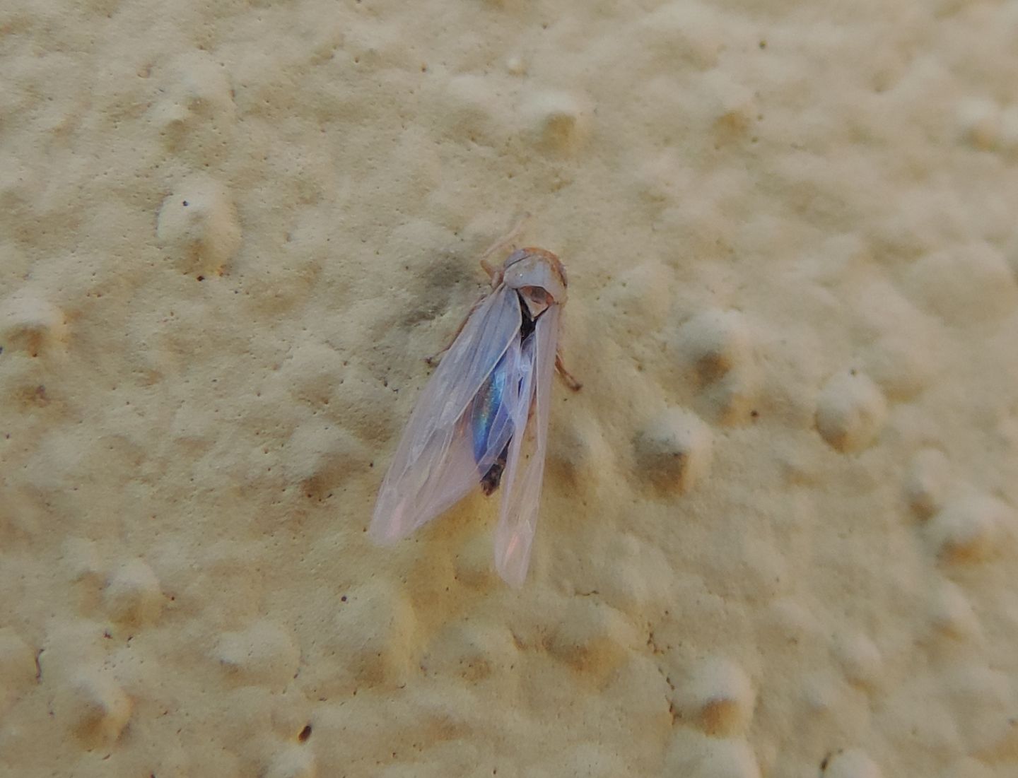 Cicadellidae da identificare