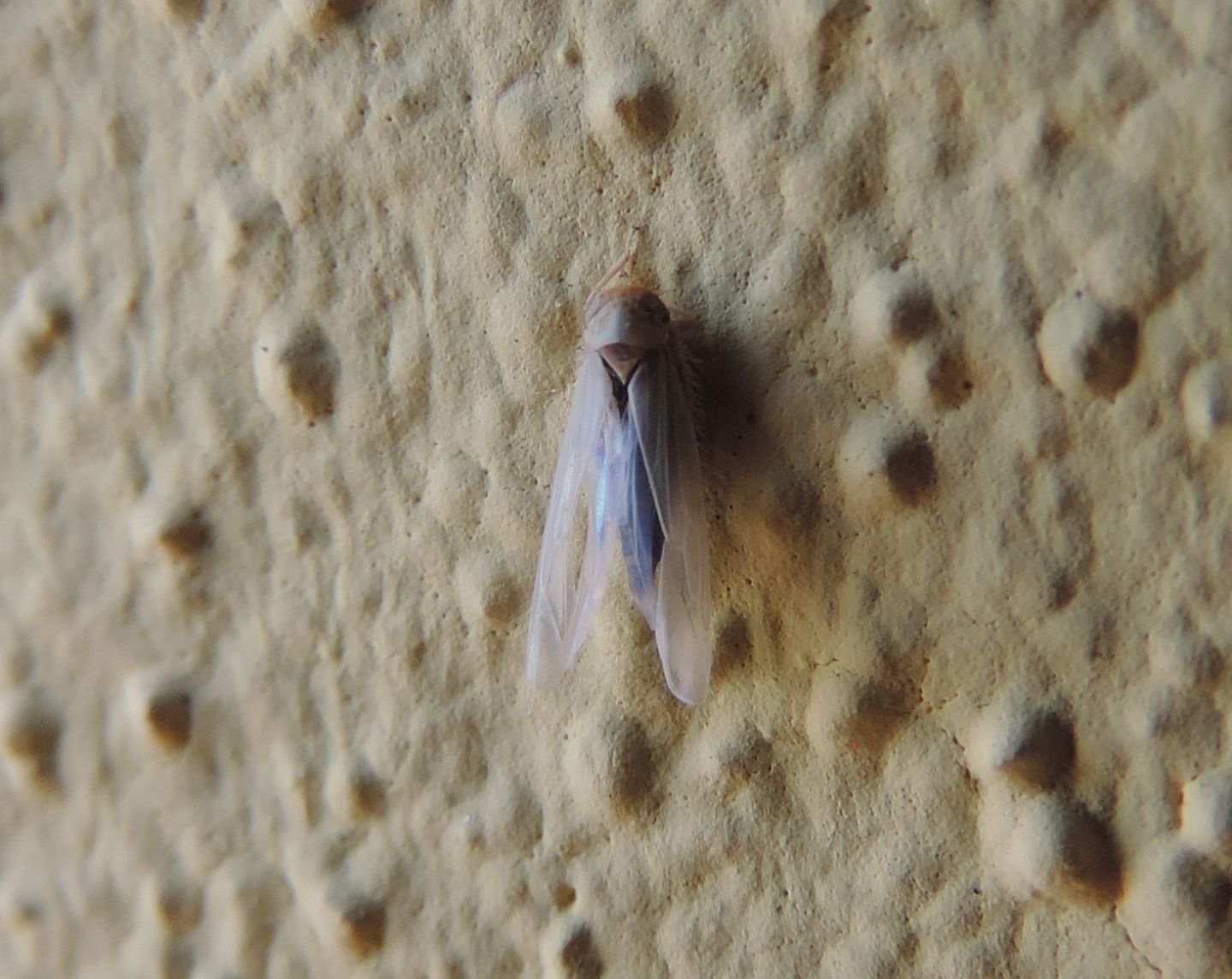 Cicadellidae da identificare