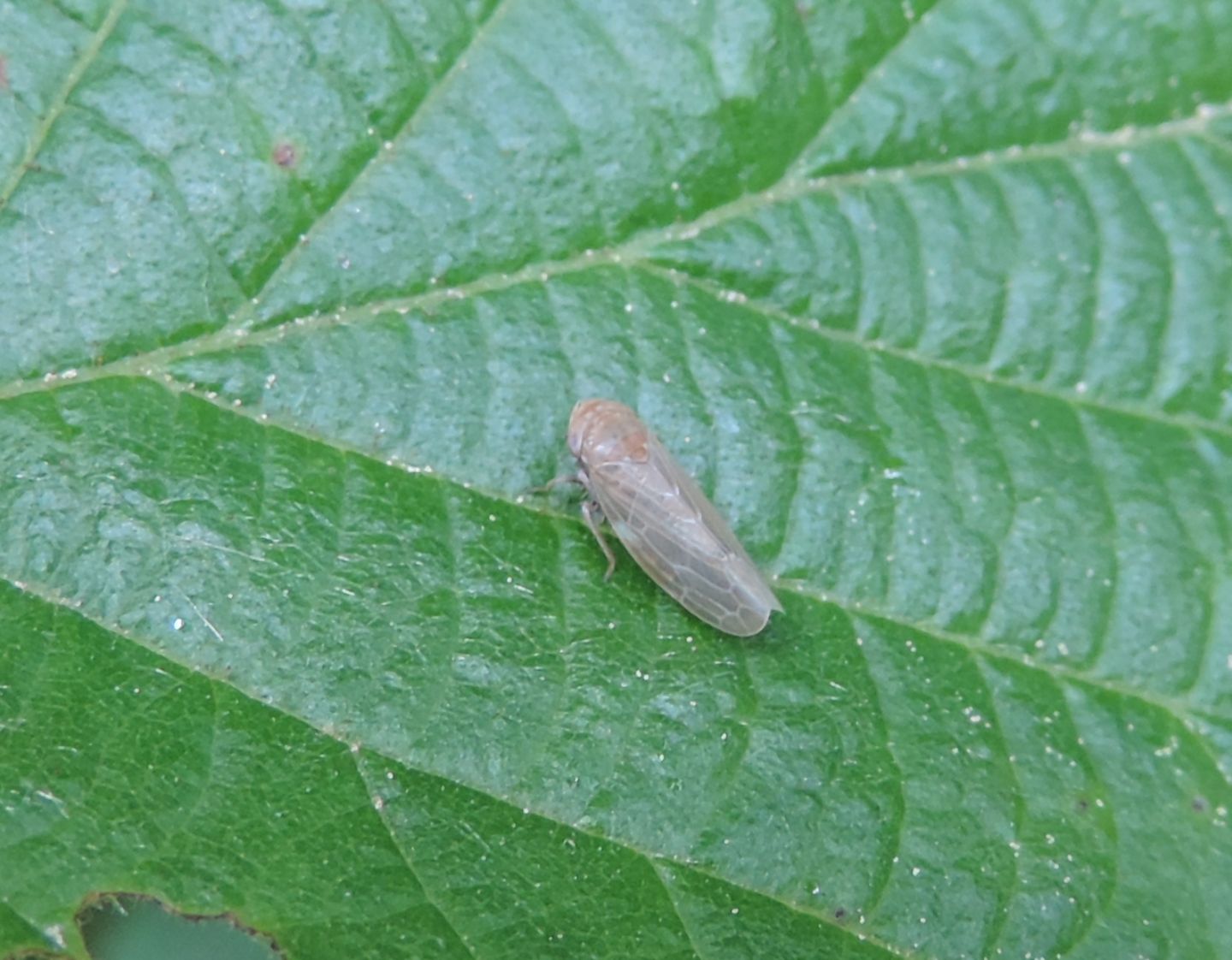 Cicadellidae?