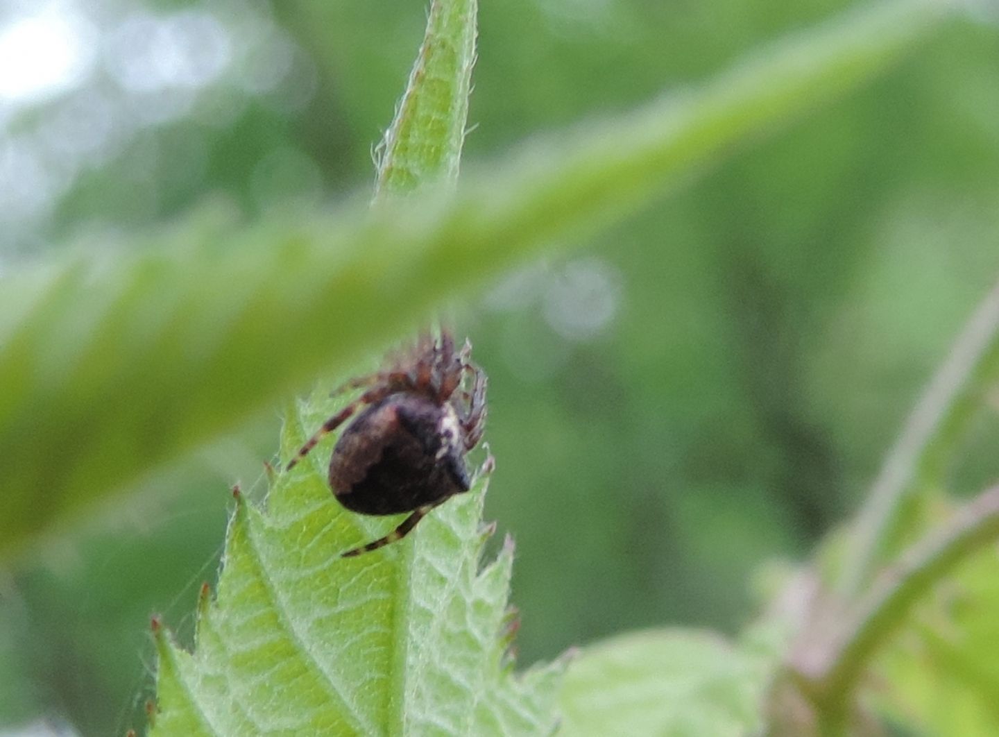 Araneus angulatus giovane? Araneus angulatus/circe - Grange di Nole (TO)