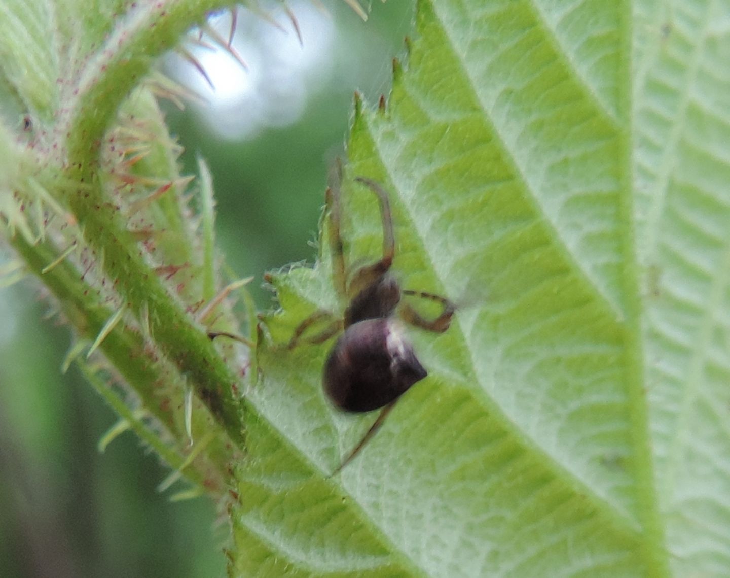 Araneus angulatus giovane? Araneus angulatus/circe - Grange di Nole (TO)