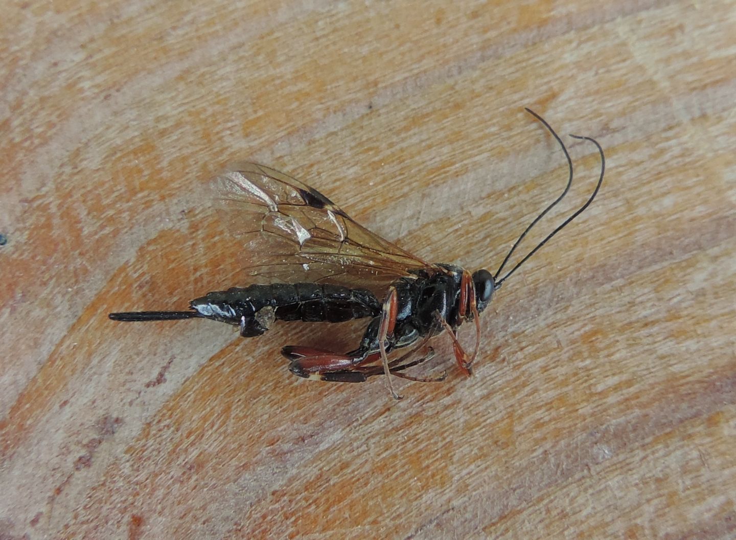 Ichneumonidae da identificare