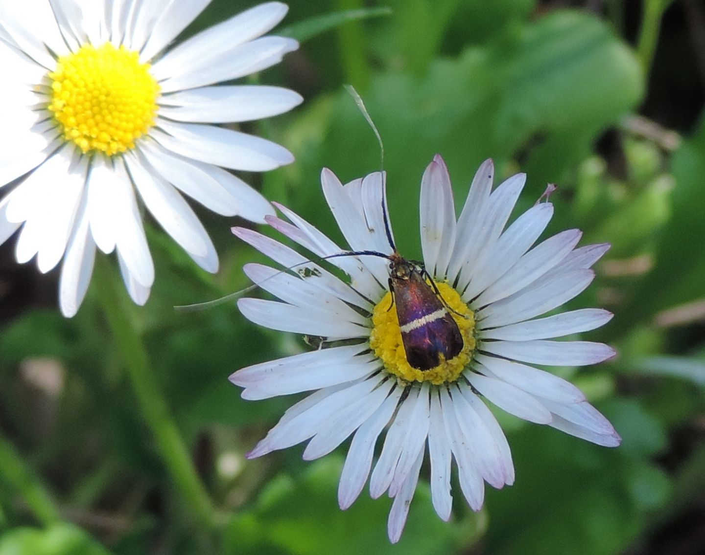 Adelidae - Adela australis? S