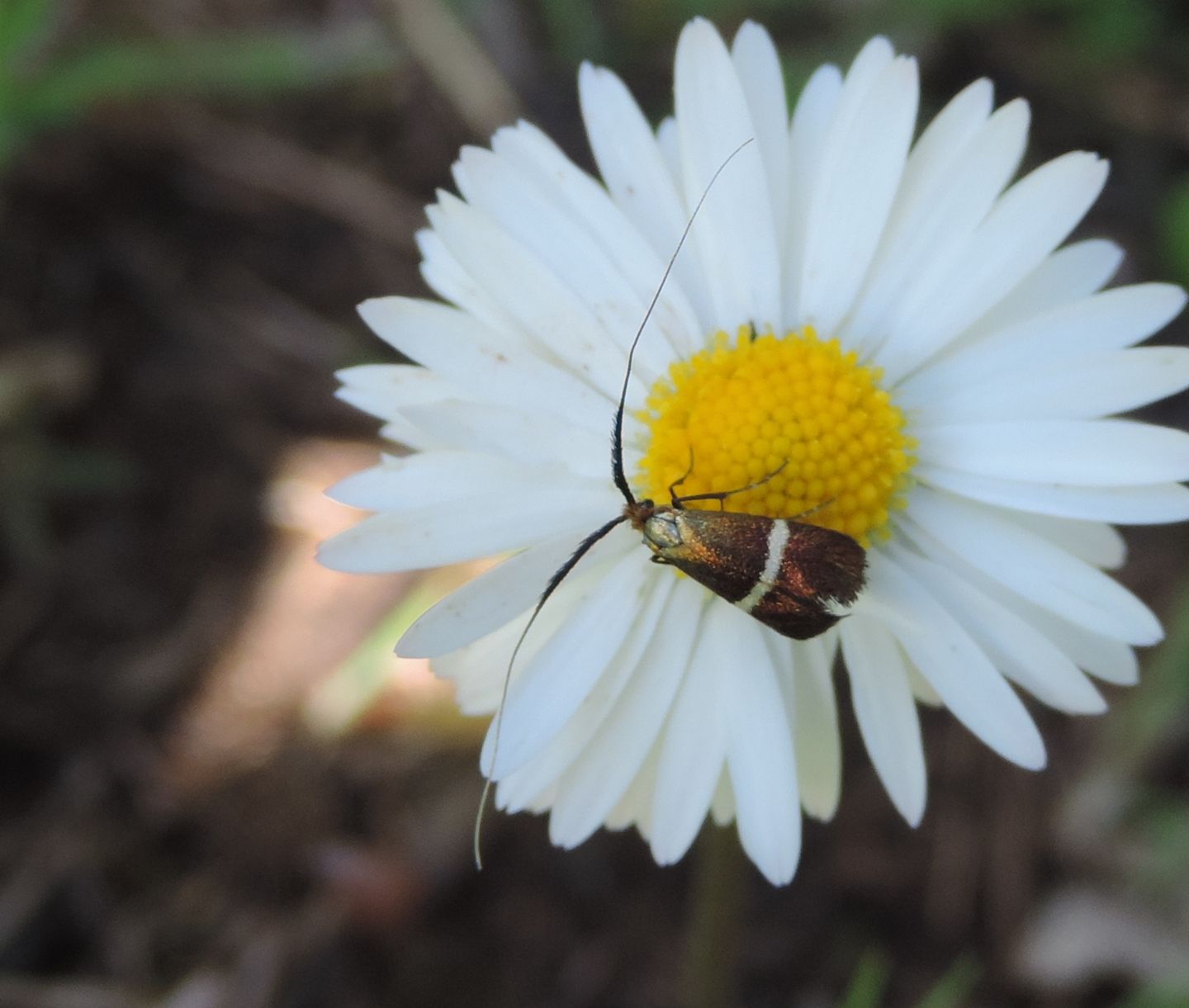 Adelidae - Adela australis? S