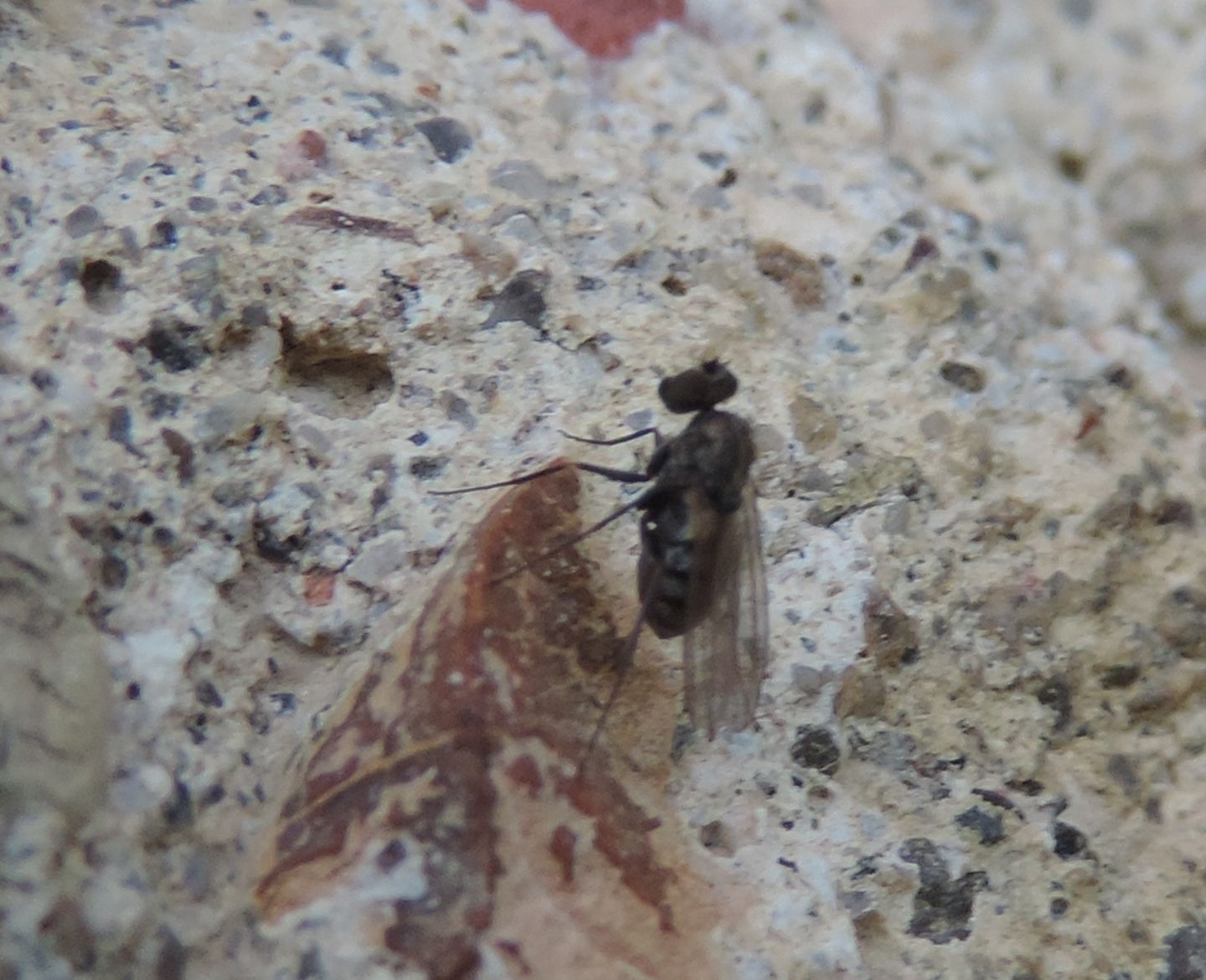 Dolichopodidae: Medetera sp.?  S !