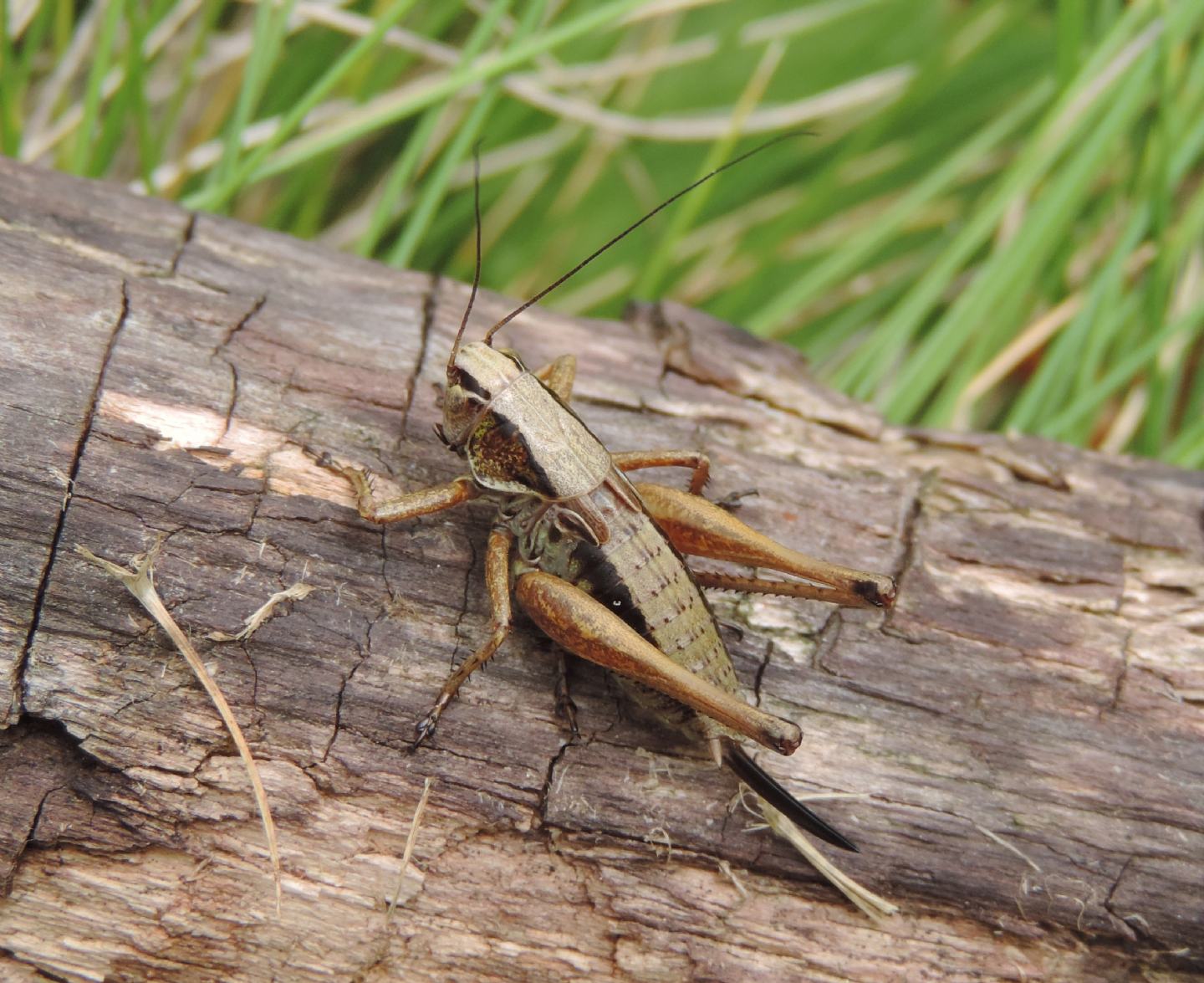 Metrioptera saussuriana?