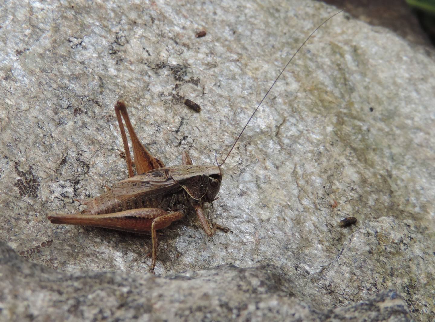 Metrioptera saussuriana?