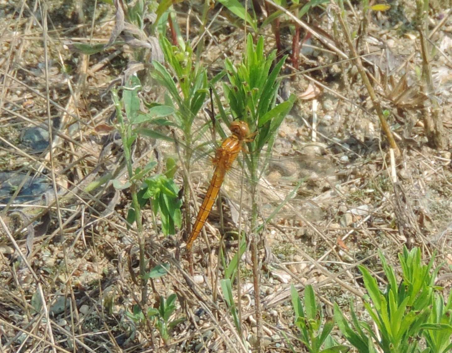 quale Orthetrum?  O. coerulescens, maschio neosfarfallato