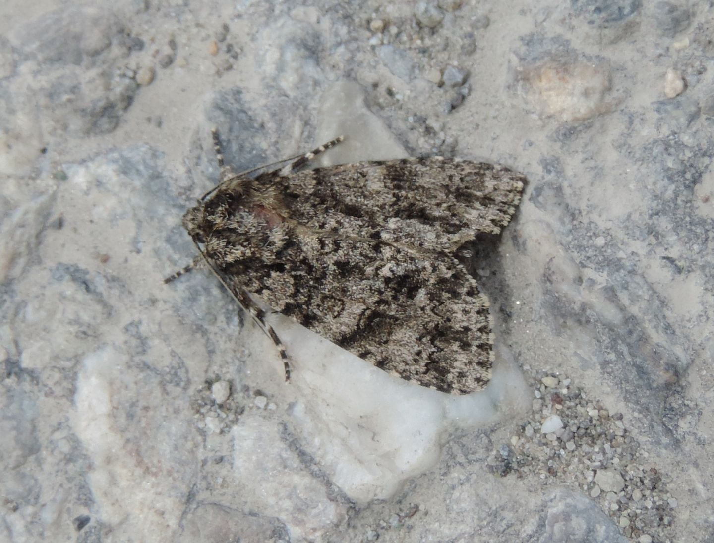 Acronicta rumicis? S !