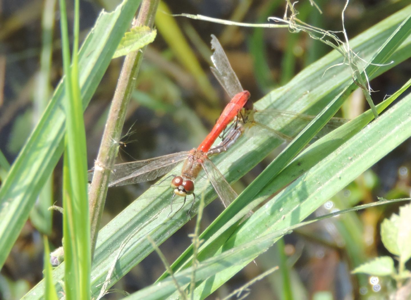 Sympetrum depressiusculum?