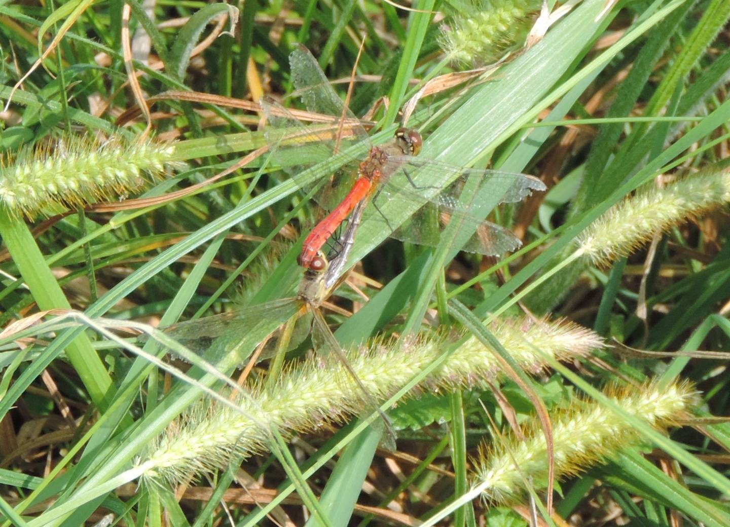 Sympetrum depressiusculum?