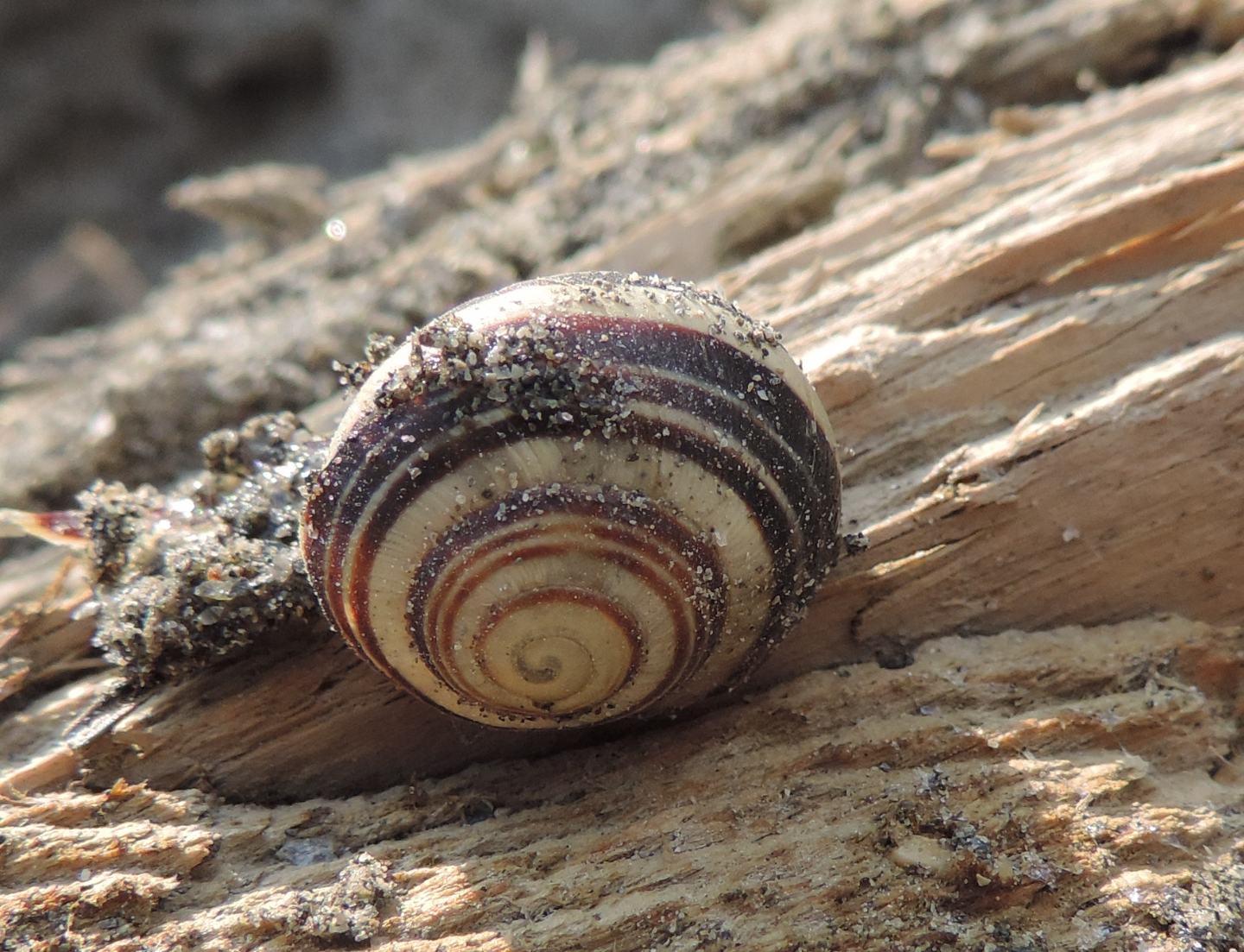 Cepaea nemoralis?