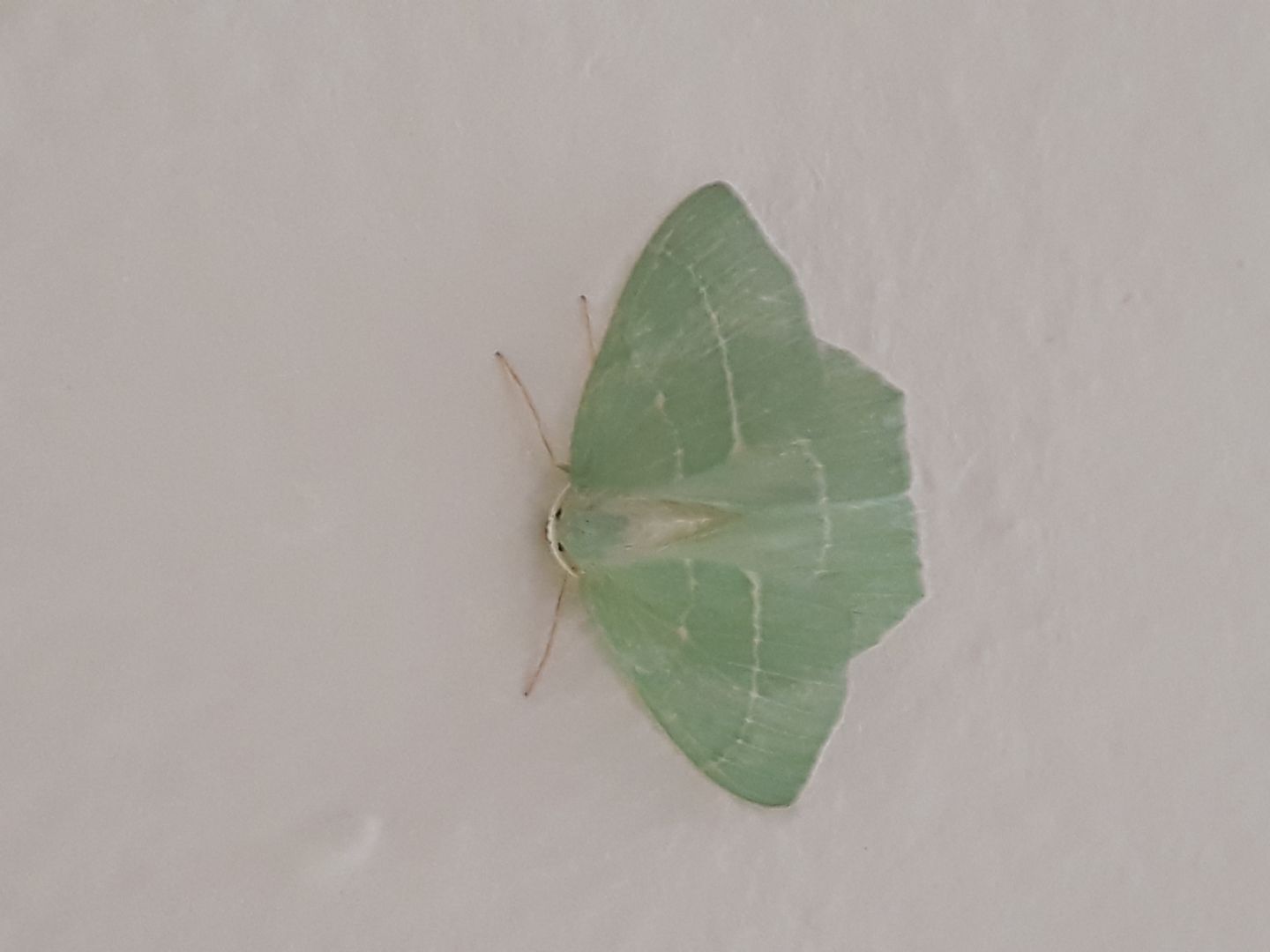 Hemistola chrysoprasaria? S