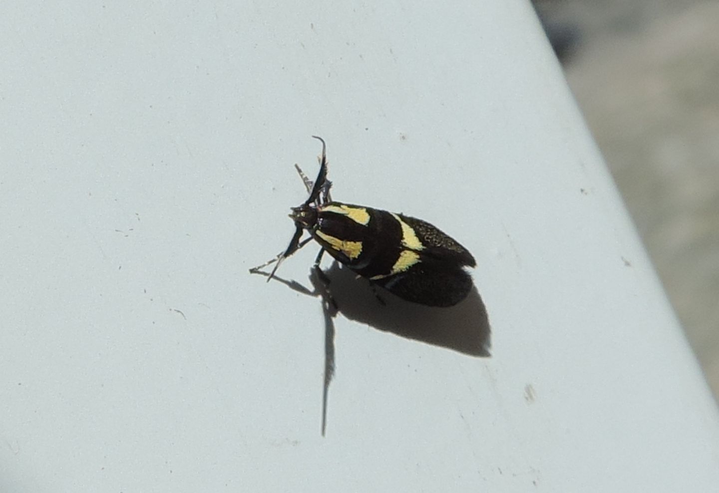 Dasycera oliviella? S