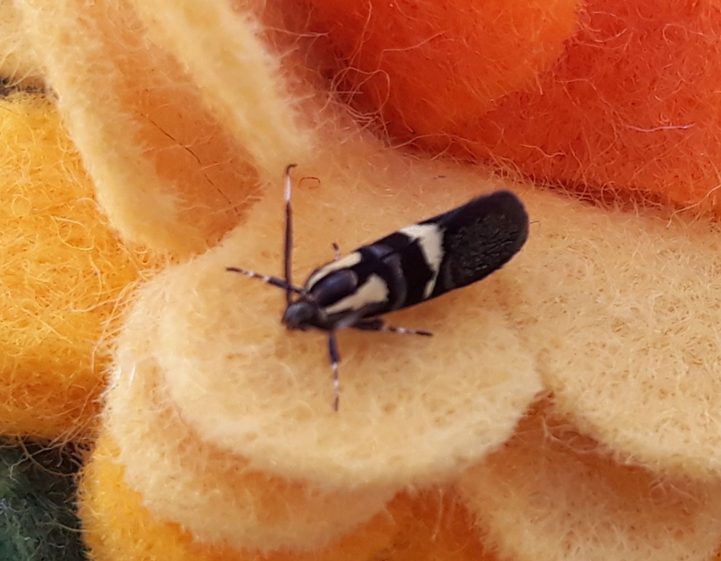 Dasycera oliviella? S